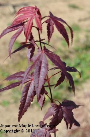 Acer palmatum Atropurpureum Acer palmatum Atropurpureum