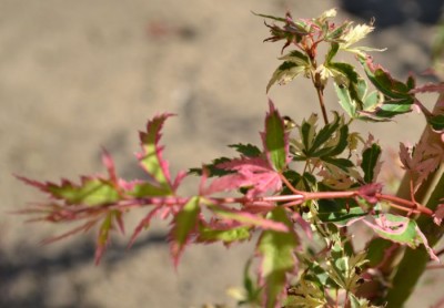 Japanese Maple Butterfly Multi colored foliage of Butterfly Japanese Maple