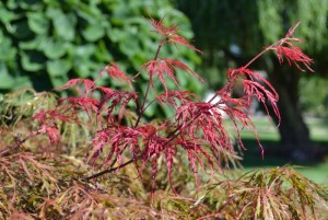 Crimson Queen 1 New Growth on Crimson Queen Japanese Maple