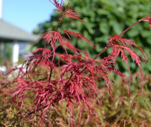 Crimson Queen 2 Crimson Queen Japanese Maple
