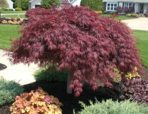 Crimson Queen 6 Crimson Queen Japanese Red Maple in full spring color.