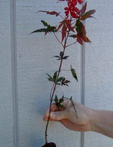 Japanese Red Maple Seedling Japanese Red Maple Seedling
