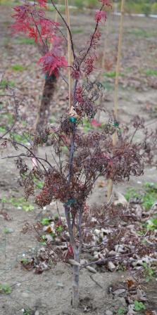 Training Acer palamtum dissectum Training Acer palamtum dissectum