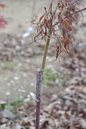 High Graft Union on Japanese Maple High graft on union on Japanese maple
