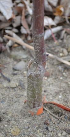 Japanese Maple Graft Union Graft union on a Japanese maple