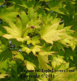 Acer japonicum Golden Full Moon Acer japonicum Golden Full Moon