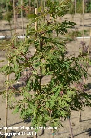 Acer japonicum Green Cascade Acer japonicum Green Cascade