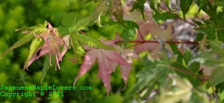 Acer palmatum Asahi Zuru 2 Acer palmatum Asahi Zuru