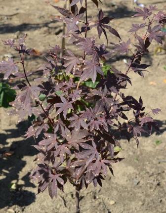 Acer palmatum Bloodgood Acer palmatum Bloodgood