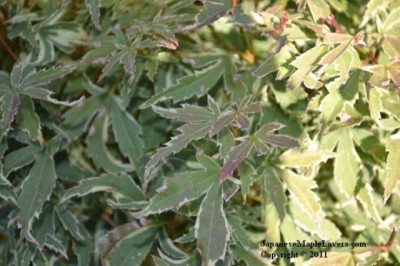 Acer palmatum 'Butterfly' Acer palmatum 'Butterfly'