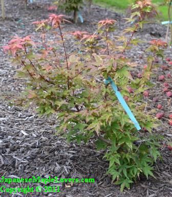 Acer palmatum Corallinum Acer palmatum Corallinum