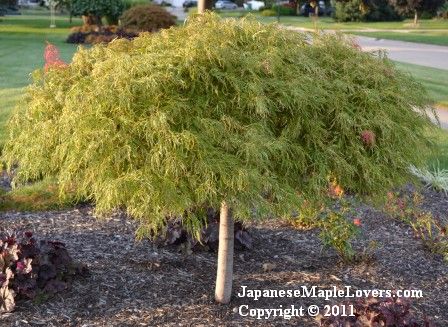 Acer palmatum Goshiki Shidare Acer palmatum Goshiki Shidare