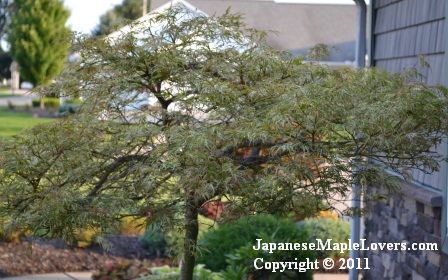 Acer palmatum Goshiki Shidare Acer palmatum Goshiki Shidare