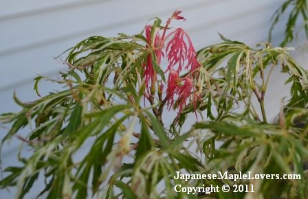 Acer palmatum Goshiki Shidare Acer palmatum Goshiki Shidare