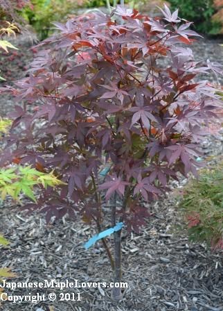 Acer palmatum Hefner's Red Acer palmatum Hefner's Red