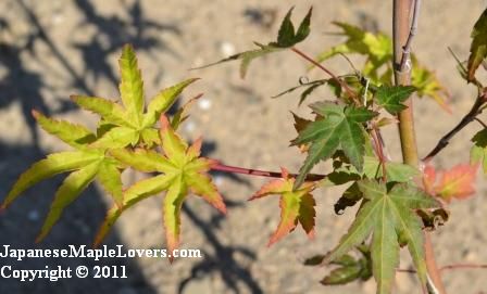 Acer palmatum Higasayama Variegated Acer palmatum Higasayama Variegated