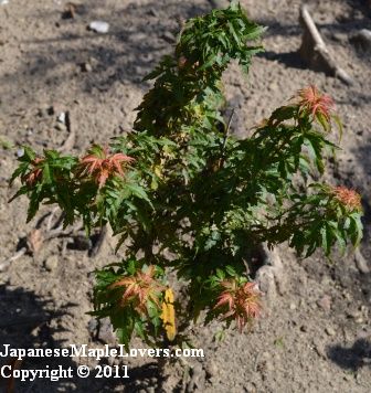 Acer palmatum Kotohime Acer palmatum Kotohime