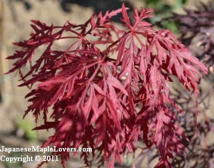 Acer palmatum dissectum Inaba Shidare Acer palmatum dissectum Inaba Shidare