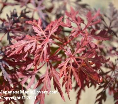 Acer palmatum dissectum Lion Heart Acer palmatum dissectum Lion Heart