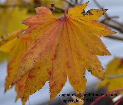 Acer shirasawanum Aureum Acer shirasawanum Aureum