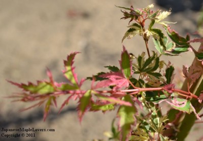 Butterfly Japanese Maple 5 Butterfly Japanese Maple