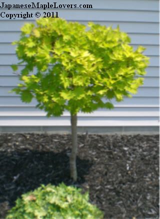 Golden Full Moon Japanese Maple Golden Full Moon Japanese Maple