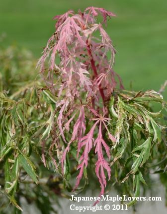 Goshiki Shidare Acer palmatum Goshiki Shidare