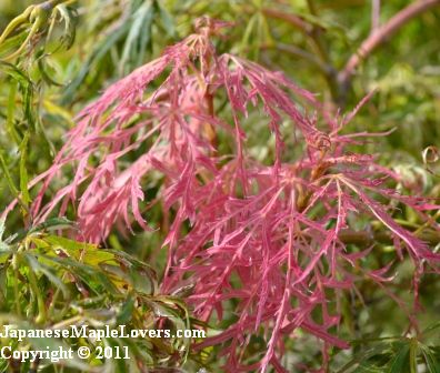 Goshiki Shidare Acer palmatum Goshiki Shidare