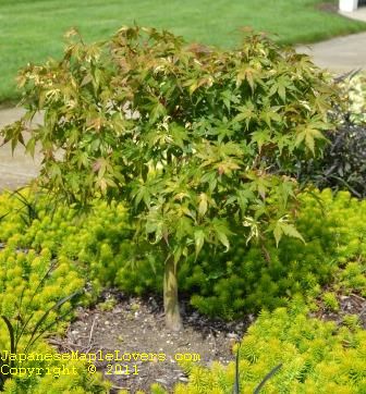 Japanese Maple Asahi Zuru Japanese Maple Asahi Zuru