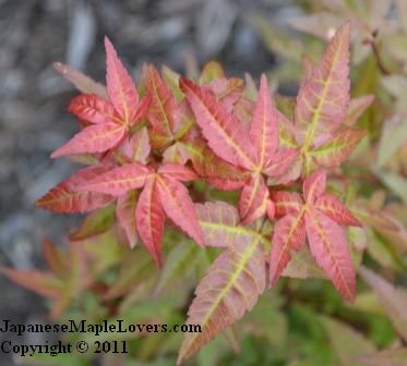Japanese Maple Corallinum Japanese Maple Corallinum
