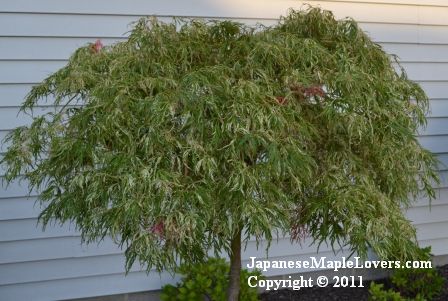 Japanese Maple Goshiki Shidare Acer palmatum Goshiki Shidare