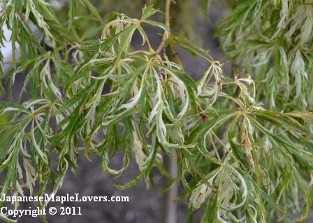 Japanese Maple Goshiki Shidare Acer palmatum Goshiki Shidare