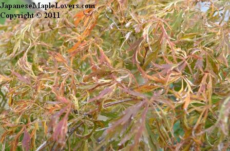 Japanese Maple Goshiki Shidare Acer palmatum Goshiki Shidare
