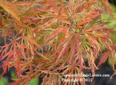 Japanese Maple Goshiki Shidare Acer palmatum Goshiki Shidare