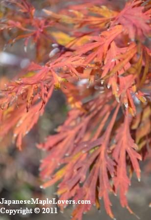 Japanese Maple Green Cascade Japanese Maple Green Cascade