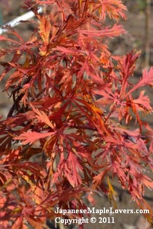 Japanese Maple Green Cascade Japanese Maple Green Cascade