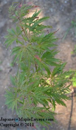 Japanese Maple Green Filigree Lace Japanese Maple Green Filigree Lace
