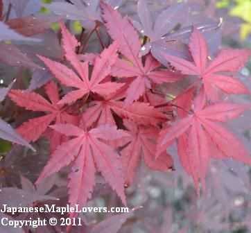 Japanese Maple Hefner's Red Japanese Maple Hefner's Red