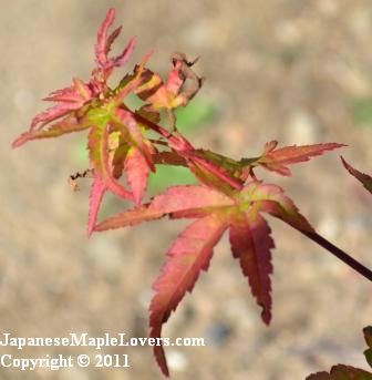 Japanese Maple Higasayama Variegated Japanese Maple Higasayama Variegated