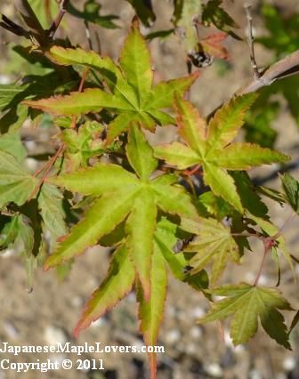 Japanese Maple Higasayama Variegated Japanese Maple Higasayama Variegated
