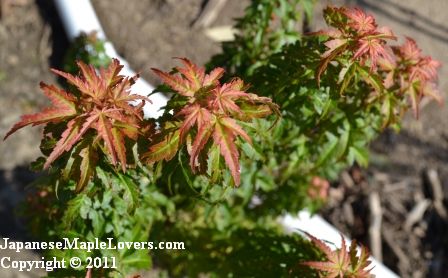 Japanese Maple Kotohime Japanese Maple Kotohime