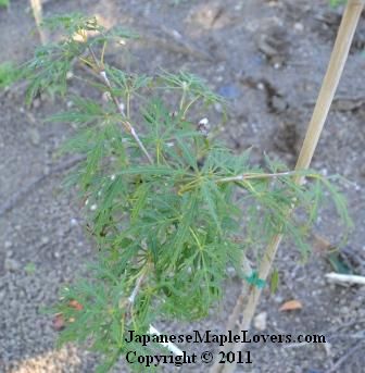 Japanese Maple Lemon Lime Lace Japanese Maple Lemon Lime Lace