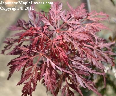 Laceleaf Weeping Japanese Maple Garnet Laceleaf Weeping Japanese Maple Garnet