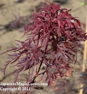 Laceleaf Weeping Japanese Maple Inaba Shidare Laceleaf Weeping Japanese Maple Inaba Shidare