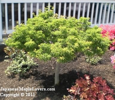 Lion's Head Japanese Maple Lion's Head Japanese Maple