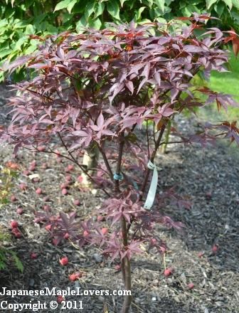 Acer palmatum Moonfire Acer palmatum Moonfire
