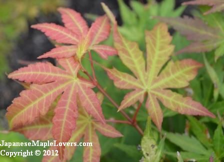 Acer palmatum Orange Dream Acer palmatum Orange Dream