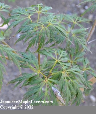 Acer palmatum Orangeola Acer palmatum Orangeola