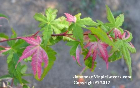 Acer palmatum Orido Nishiki Variegated Acer palmatum Orido Nishiki Variegated