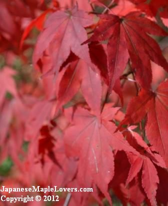 Acer palmatum Oshio Beni Acer palmatum Oshio Beni
